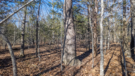 Prime Hunting Land in the Arkansas Ozarks | 80 Wooded Acres - image 15