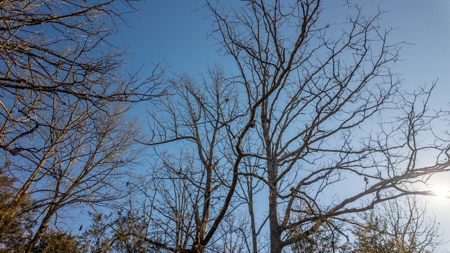 Prime Hunting Land in the Arkansas Ozarks | 80 Wooded Acres - image 20