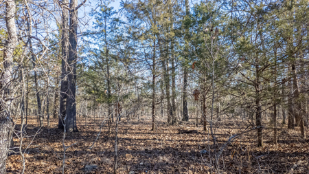 Prime Hunting Land in the Arkansas Ozarks | 80 Wooded Acres - image 19