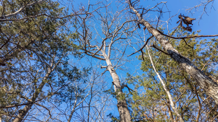 Prime Hunting Land in the Arkansas Ozarks | 80 Wooded Acres - image 16