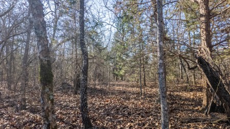 Prime Hunting Land in the Arkansas Ozarks | 80 Wooded Acres - image 17