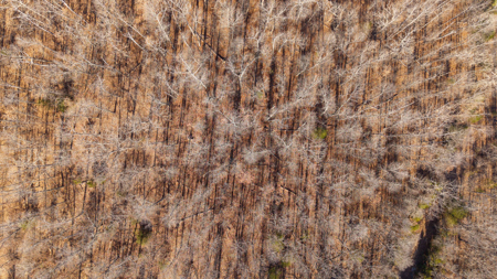 Prime Hunting Land in the Arkansas Ozarks | 80 Wooded Acres - image 7