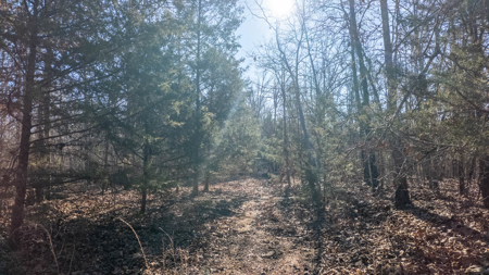 Prime Hunting Land in the Arkansas Ozarks | 80 Wooded Acres - image 18