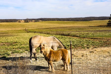 29± Acre Equestrian Property Near the Current River For Sale! - image 31
