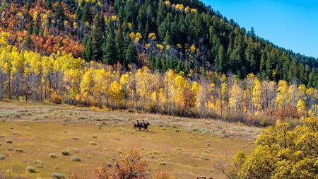 Mountain Ranch Home for Sale in Somerset, CO! - image 14