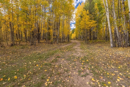 Colorado Hunting Ranch for Sale in Twin Lakes, CO! - image 13