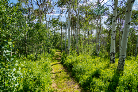 Luxury Vail Valley Tuscan Home for Sale in Wolcott, CO - image 41