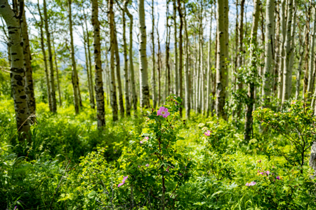 Luxury Vail Valley Tuscan Home for Sale in Wolcott, CO - image 42