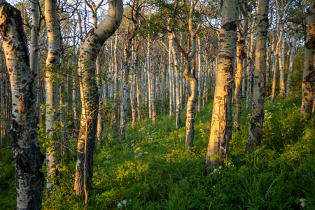 Luxury Vail Valley Tuscan Home for Sale in Wolcott, CO - image 43