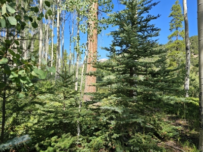 Riverfront Acreage for Sale in Salida, CO - image 20