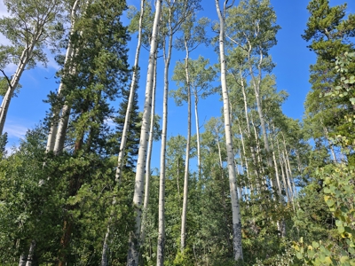 Riverfront Acreage for Sale in Salida, CO - image 16