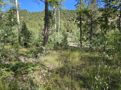 Riverfront Acreage for Sale in Salida, CO - image 9
