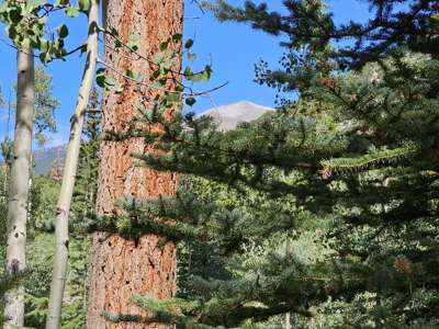 Riverfront Acreage for Sale in Salida, CO - image 21