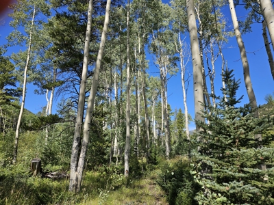 Riverfront Acreage for Sale in Salida, CO - image 19