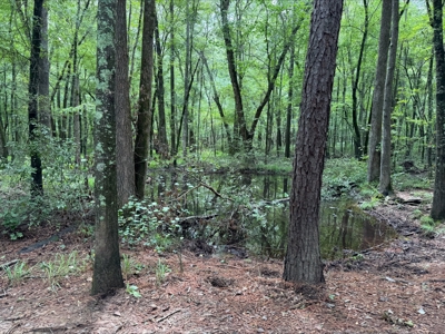Duck Hunting Property with Duck Slough located in Avinger Texas - image 3