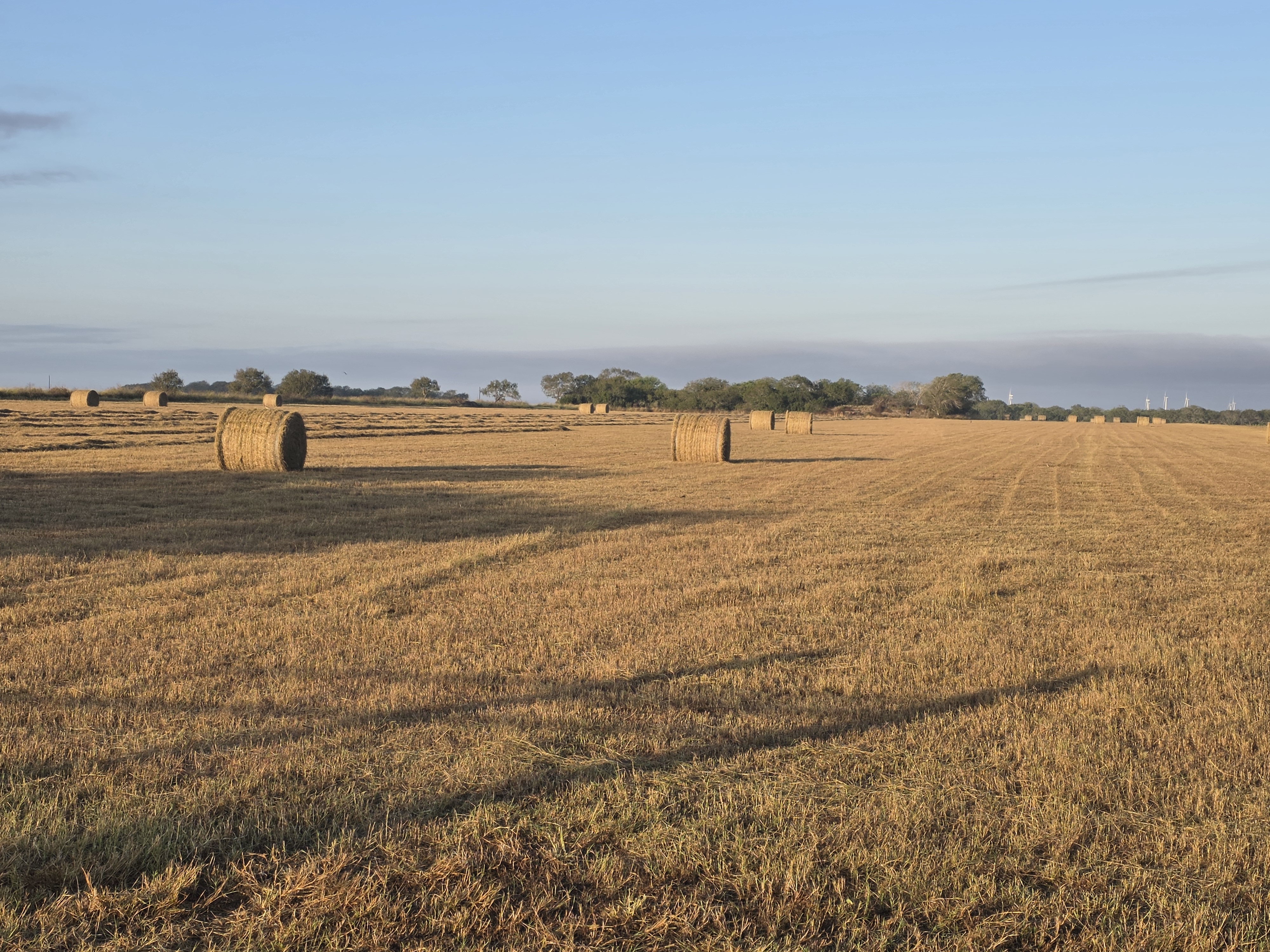 Hay Field