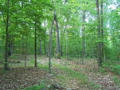 Private Retreat Borders Nat'l Forest on 3 Sides for Sale, 135 Ac. - image 2