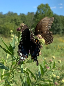 Private Retreat Borders Nat'l Forest on 3 Sides for Sale, 135 Ac. - image 5