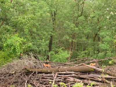 Private Retreat Borders Nat'l Forest on 3 Sides for Sale, 135 Ac. - image 4