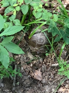 Private Retreat Borders Nat'l Forest on 3 Sides for Sale, 135 Ac. - image 7