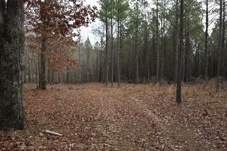 20 Wooded Acres For Sale in Lewis County, Tennessee - image 2