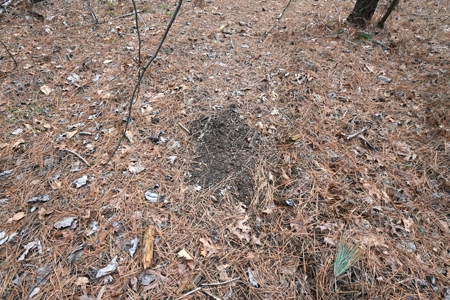 20 Wooded Acres For Sale in Lewis County, Tennessee - image 9