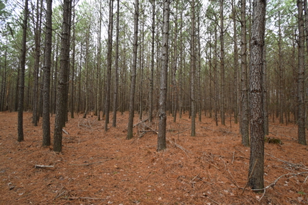 20 Wooded Acres For Sale in Lewis County, Tennessee - image 12