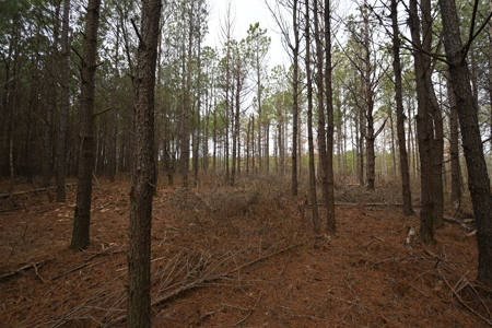 20 Wooded Acres For Sale in Lewis County, Tennessee - image 16