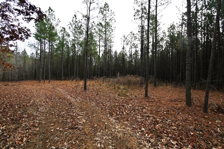 20 Wooded Acres For Sale in Lewis County, Tennessee - image 6