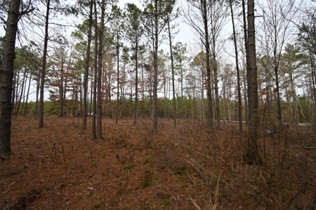 20 Wooded Acres For Sale in Lewis County, Tennessee - image 17