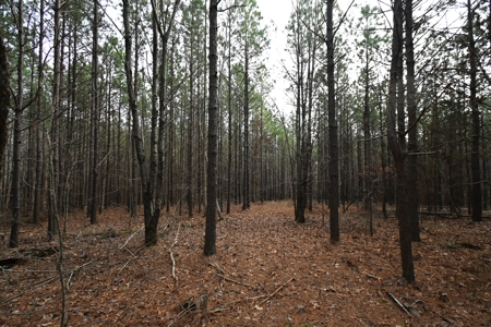 20 Wooded Acres For Sale in Lewis County, Tennessee - image 7