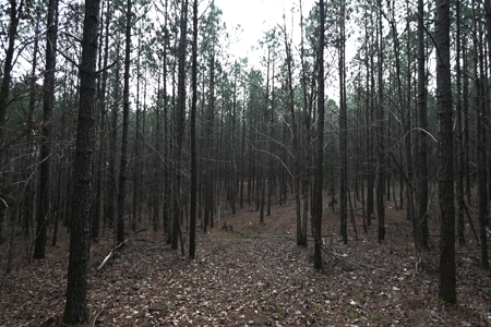 20 Wooded Acres For Sale in Lewis County, Tennessee - image 10