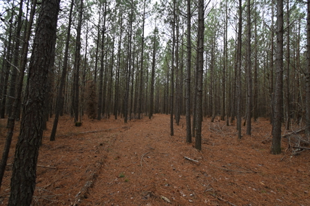 20 Wooded Acres For Sale in Lewis County, Tennessee - image 11