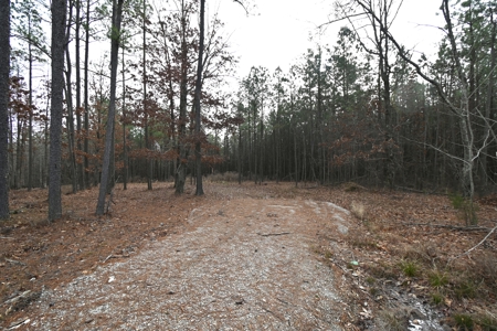20 Wooded Acres For Sale in Lewis County, Tennessee - image 3