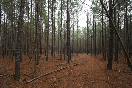 20 Wooded Acres For Sale in Lewis County, Tennessee - image 1