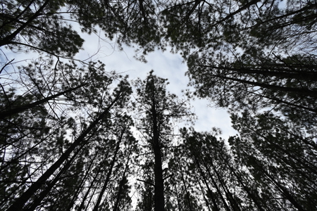 20 Wooded Acres For Sale in Lewis County, Tennessee - image 13