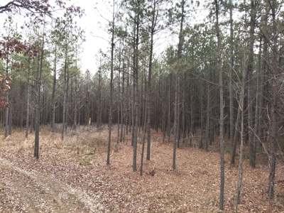 20 Wooded Acres For Sale in Lewis County, Tennessee - image 22