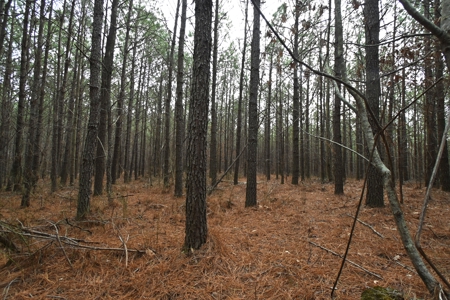 20 Wooded Acres For Sale in Lewis County, Tennessee - image 14