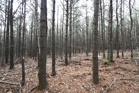 20 Wooded Acres For Sale in Lewis County, Tennessee - image 8