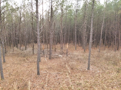20 Wooded Acres For Sale in Lewis County, Tennessee - image 19