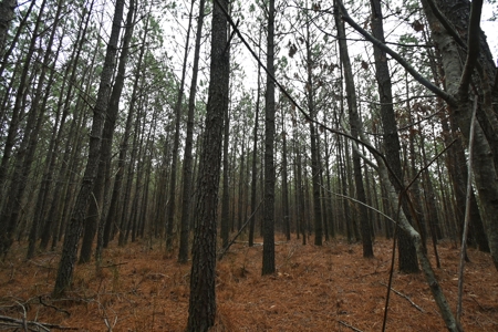 20 Wooded Acres For Sale in Lewis County, Tennessee - image 15