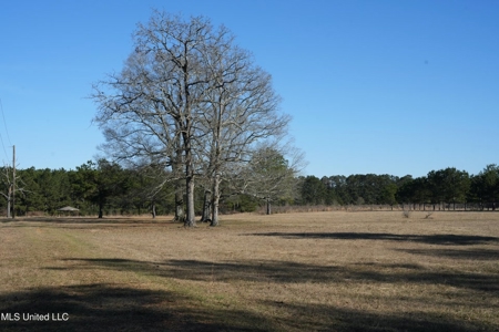 40 Acres Pike County MS Near I-55 Summit MS - image 6