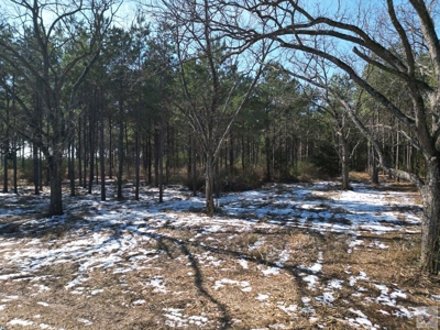 47+ Acres in Hughes Springs TX | Utilities & FM 250 Access - image 16