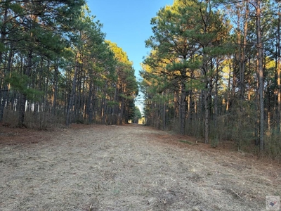47+ Acres in Hughes Springs TX | Utilities & FM 250 Access - image 12