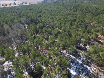 47+ Acres in Hughes Springs TX | Utilities & FM 250 Access - image 4