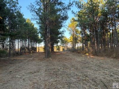 47+ Acres in Hughes Springs TX | Utilities & FM 250 Access - image 9
