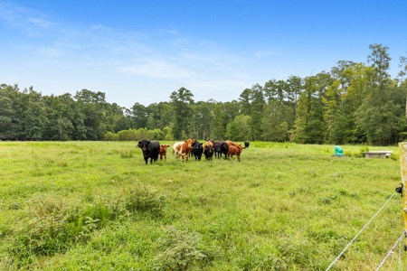 Chicken Farm 66.35 Acres 4 House fARM - image 7