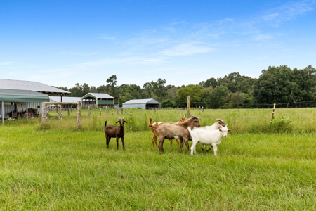 Chicken Farm 66.35 Acres 4 House fARM - image 6