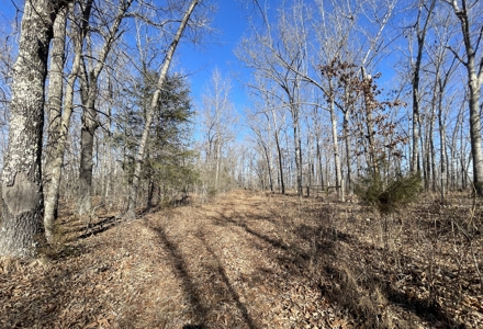 Creekfront Land for Sale in Highland, AR - image 11