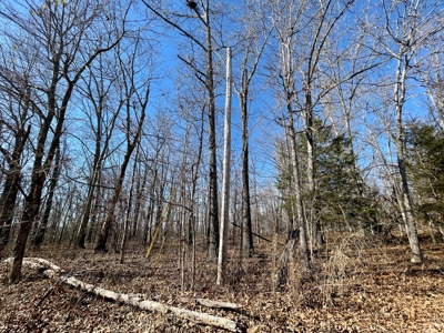 Creekfront Land for Sale in Highland, AR - image 3